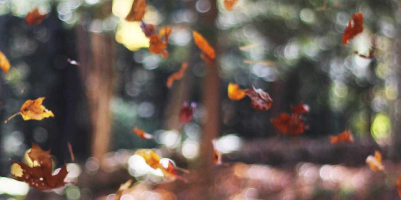 一起捞生活服务聚合平台：解锁家庭园艺与阳台种植一站式解决方案