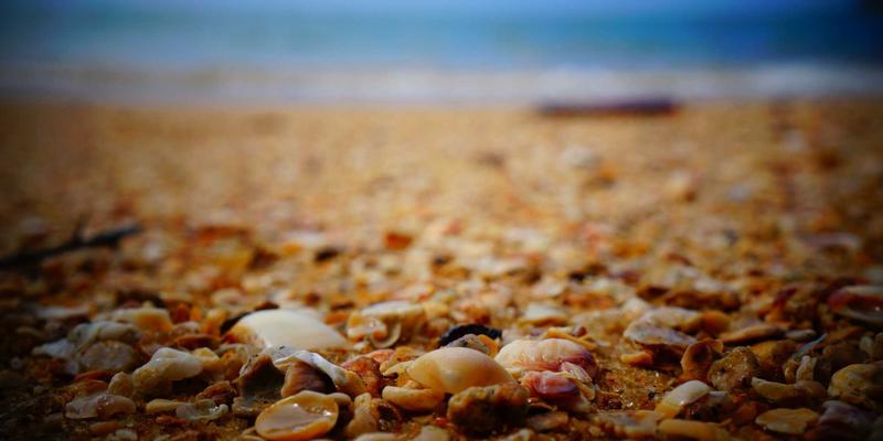 宠物临时托管与上门喂养服务：节假日出行无忧解决方案，团购聚合平台优惠信息全解析