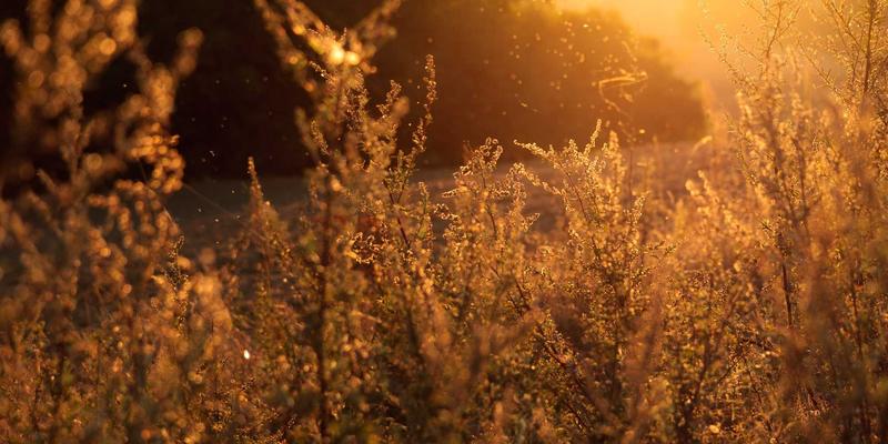银发族数字生活助手：智能手机教学与防诈骗指南服务套餐限时优惠